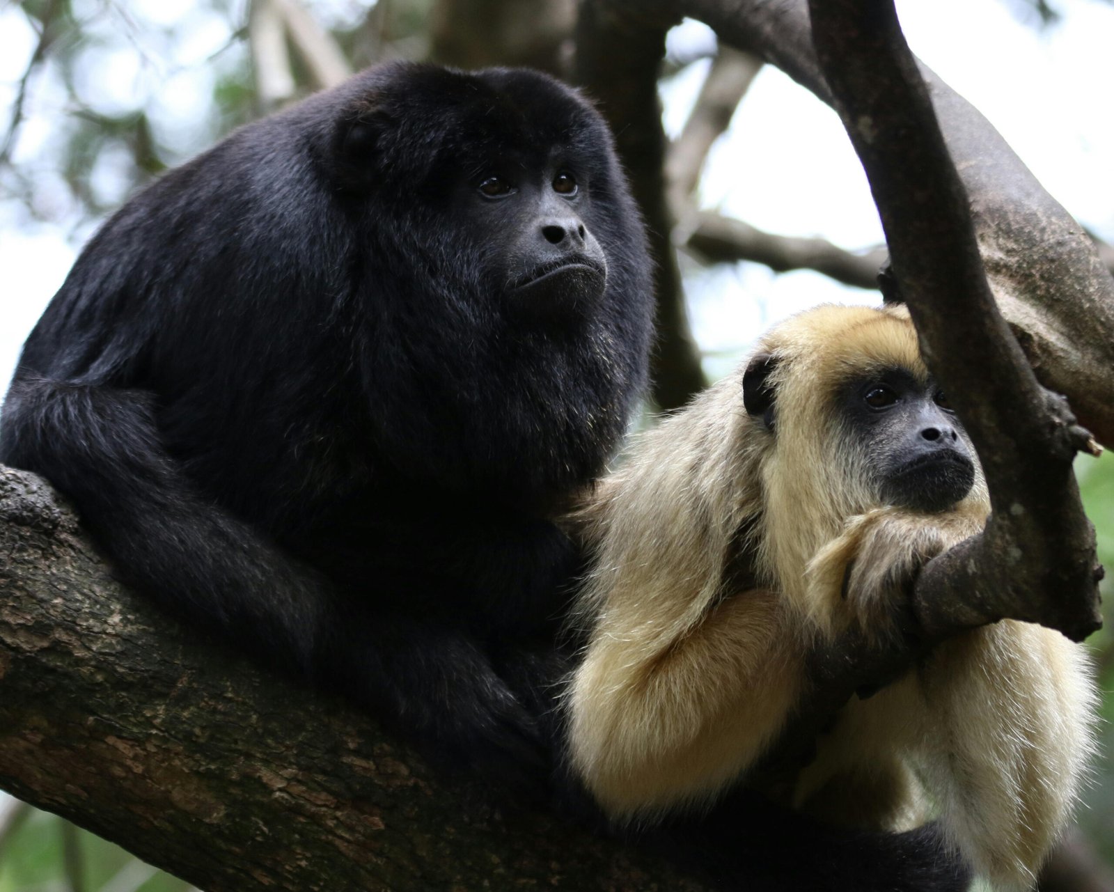 SUGARCANE PLANTATION BIKE TOUR
