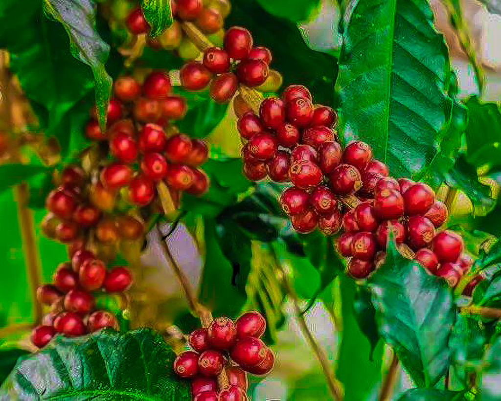 Coffee Farm Visit